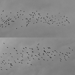 Танцът на птиците-2022г.