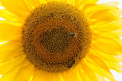 слънчоглед и пчели